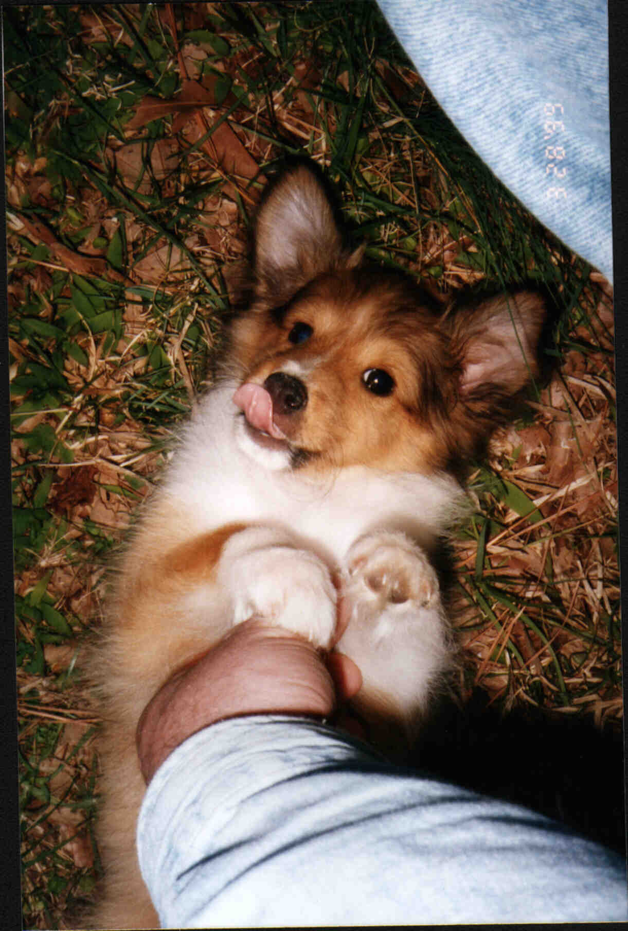 pepper3.JPG (152757 bytes)