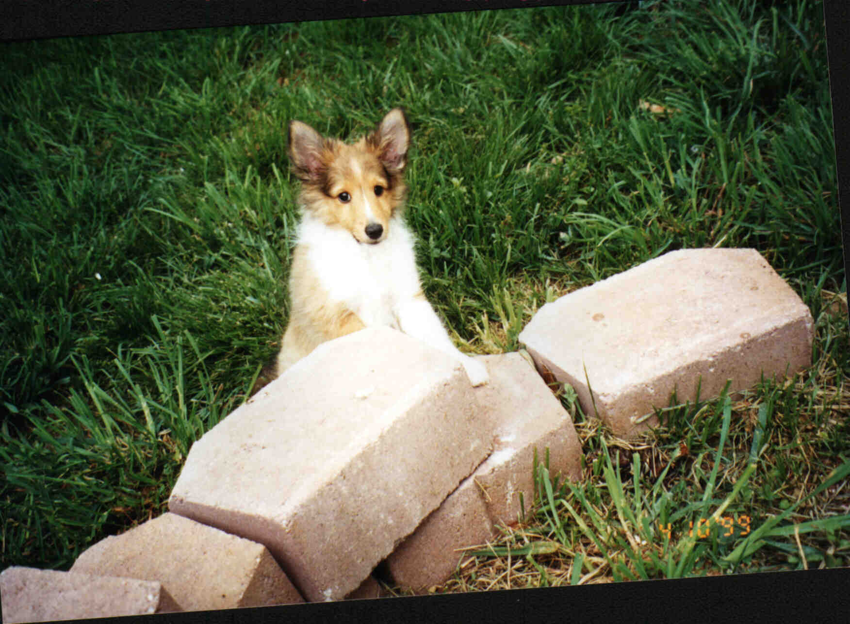 pepper4.JPG (174434 bytes)