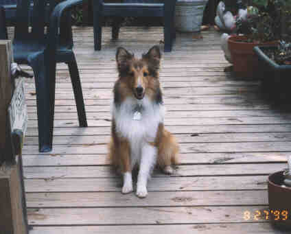 pepper82799-2.JPG (14346 bytes)